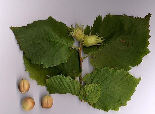 corylus avellana